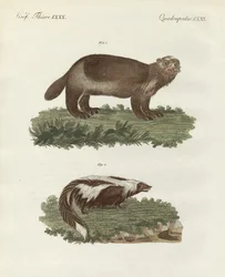 Animaux quadrupèdes rares