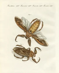 Insectes rares
