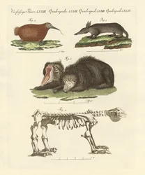 Mammifères rares
