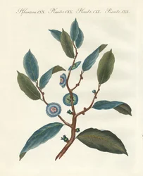 Plantes ornementales rares