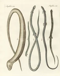 Reptiles rares