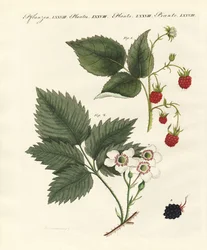 Framboises et mûres