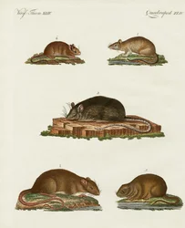 Rats et souris