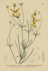Genêt radié (Cytisus radiatus)