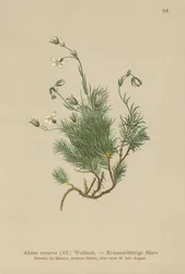 Sabuline recourbée (Alsine recurva, Minuartia recurva)