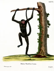 Singe-araignée à face rouge
