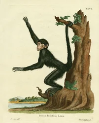 Singe-araignée à face rouge