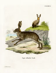 Lièvre des buissons à cou roux