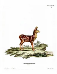 Faon de cerf rouge