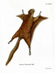 Écureuil volant géant rouge