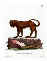 Hurleur roux