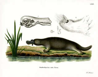Ornithorynque rouge