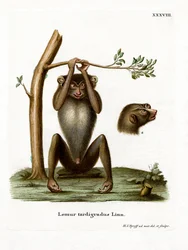 Loris mince rouge