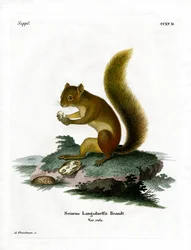 Écureuil roux