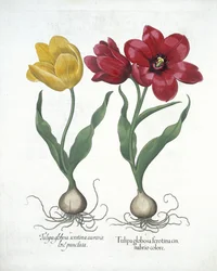 Tulipe rouge et jaune, de Hortus Eystettensis par Basil Besler (1561-1629) publié en 1613