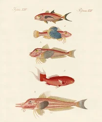 Poissons rouges