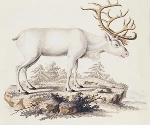 Renne (Cervus tarandus), de Mammifères illustrés de la Nature avec descriptions, par Johann Christian Daniel von Schreber (1739-1810), gravure par I Nufsbiegel, volume 5, table 248-C, Allemagne