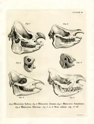 Crânes de Rhinocéros