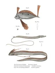 Poisson-ruban