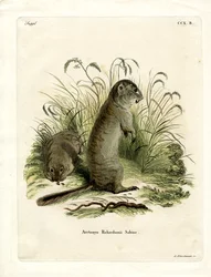 Spermophile de Richardson