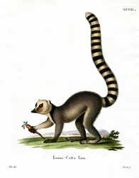 Lémur catta