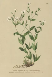 Compagnon des rochers (Silene rupestris)