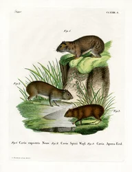 Cavy des rochers