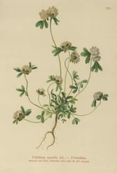 Trèfle des rochers (Trifolium saxatile)