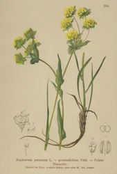 Bupleurum des rochers (Bupleurum petraeum, Bupleurum graminifolium)