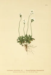 Androsace obtuse