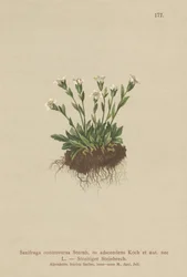 Saxifrage des rochers (Saxifraga controversa, Saxifraga adscendens)