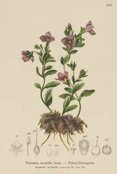 Véronique des rochers (Veronica saxatilis)