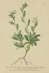 Arabette dentée