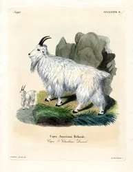 Chèvre des Montagnes Rocheuses
