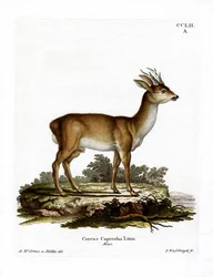 Chevreuil
