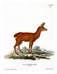 Chevreuil