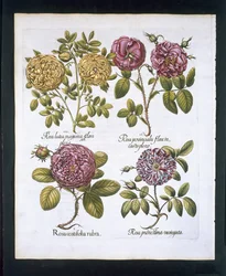 Roses, planche 95 de Hortus Eystettensis par Basil Besler (1561-1629) publié en 1613