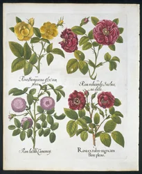Roses, planche 96 de Hortus Eystettensis par Basil Besler (1561-1629) publié en 1613