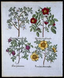 Roses, planche 98 de Hortus Eystettensis par Basil Besler (1561-1629) publié en 1613