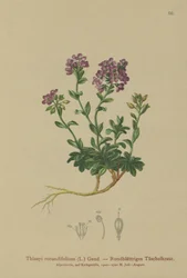 Tabouret à feuilles rondes (Thlaspi rotundifolium, Noccaea rotundifolia, Thlaspi cepaeifolium subsp. rotundifolium)
