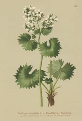 Saxifrage à feuilles rondes (Saxifraga rotundifolia)