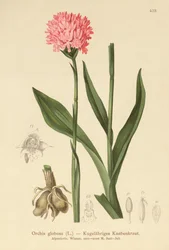 Orchis globuleux (Orchis globosa, Traunsteinera globosa)