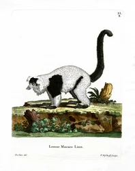 Lémur vari