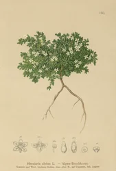 Herniaire des Alpes (Herniaria alpina, Herniaria ciliolata)