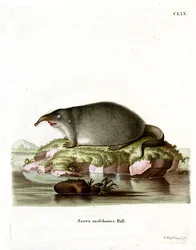 Desman de Russie