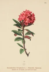 Rhododendron ferrugineux (Rhododendron ferrugineum)