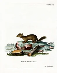 Zibeline