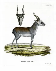 Saïga
