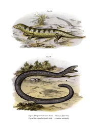 Scinque poisson des sables