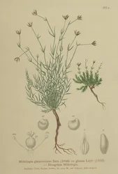 Sabuline (Moehringia glaucovirens)